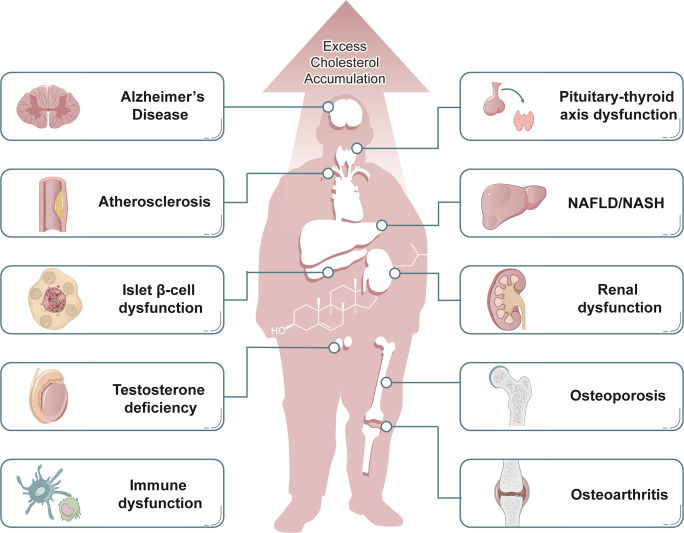 Cholesterol Disorders: LDL vs HDL, Symptoms, and How to Lower Cholesterol