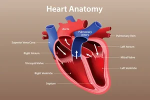 Heart Disease