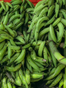 Fresh green plantains – health benefits of plantains